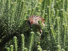 Sphenoeacus afer afer