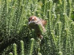 Sphenoeacus afer afer