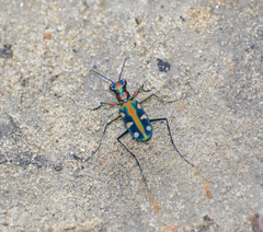 Cosmodela virgula