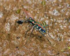 Cosmodela virgula