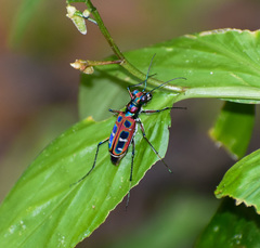 Cosmodela barmanica