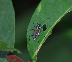 Cosmodela barmanica