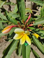 Plumeria