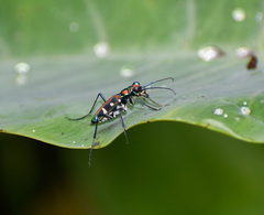 Cosmodela barmanica