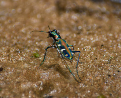 Cosmodela virgula