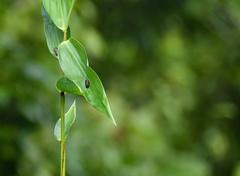 Cosmoscarta dimidiata