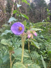 Solanum campanulatum