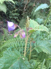 Solanum campanulatum