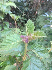 Solanum campanulatum