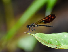 Rhinocypha trimaculata