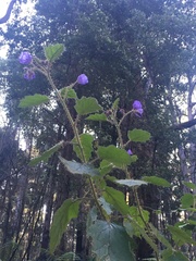 Solanum campanulatum