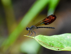 Rhinocypha trimaculata