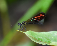 Rhinocypha trimaculata