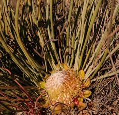 Protea revoluta