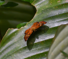 Pseudocoladenia dan