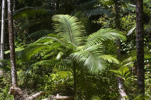 Archontophoenix alexandrae