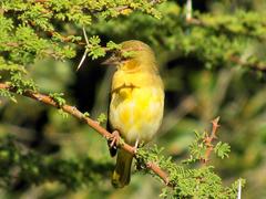 Ploceus intermedius cabanisii