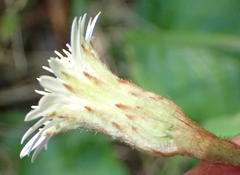 Gerbera cordata