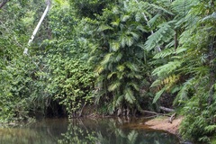 Rattan (Ceratolobus)