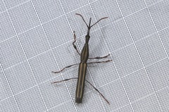 Ithystenus hollandiae