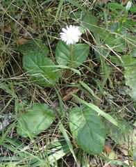 Gerbera cordata