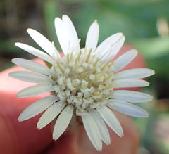 Gerbera cordata