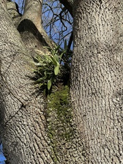 Dendrobium x delicatum