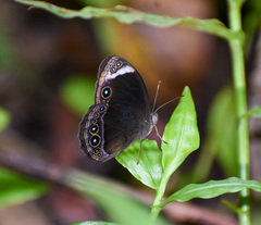 Mycalesis anaxias