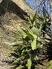 Dendrobium x delicatum