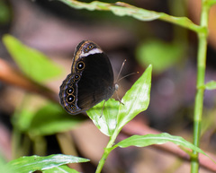 Mycalesis anaxias