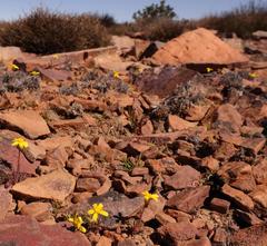 Senecio cardaminifolius