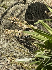 Dendrobium x delicatum