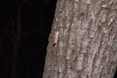 Clania neocaledonica