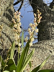 Dendrobium x delicatum