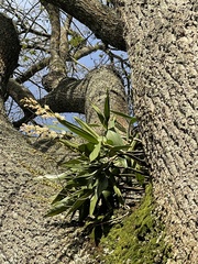 Dendrobium x delicatum
