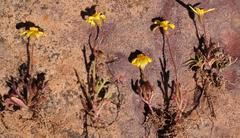 Senecio cardaminifolius
