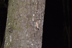 Clania neocaledonica