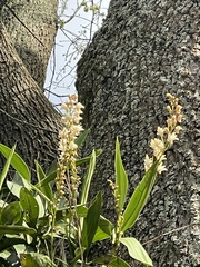 Dendrobium x delicatum