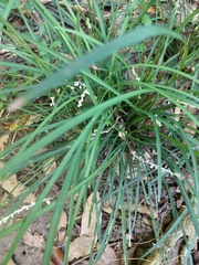 Ophiopogoneae