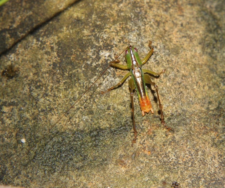Yellowtail Meadow Katydid