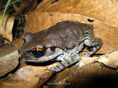 Leptobrachium smithi