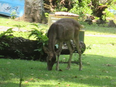 Rusa timorensis