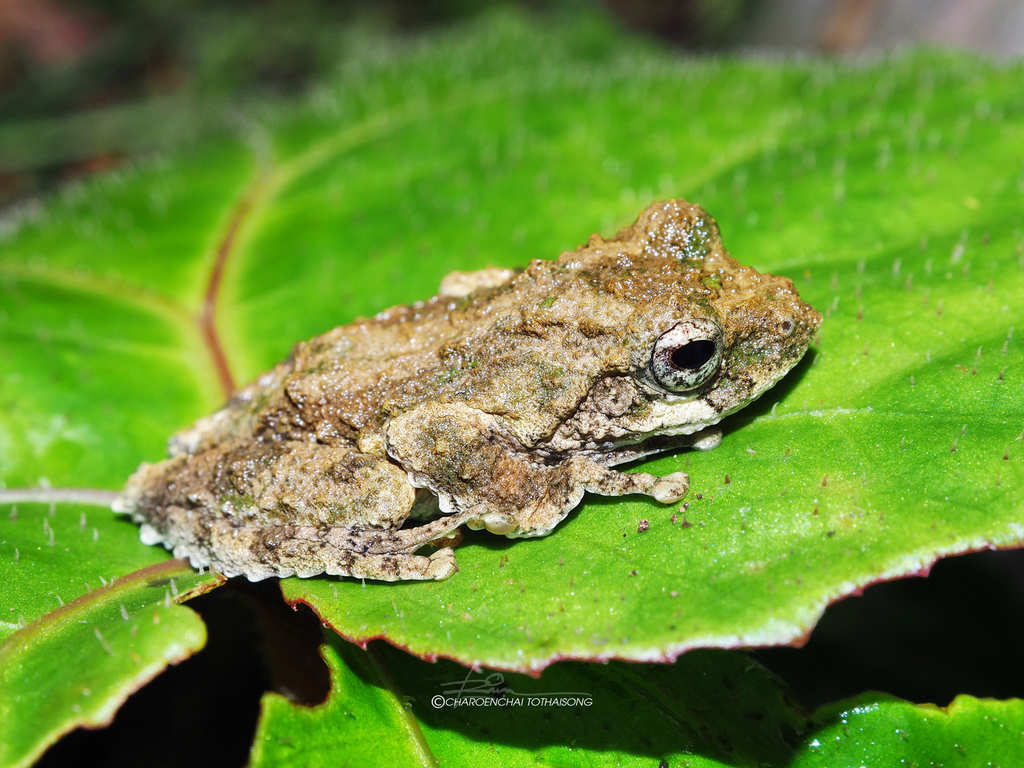 Serrate-Legged Small Treefrog