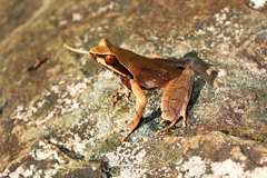 Xenophrys major