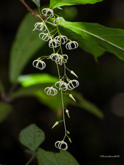 Sterculia hamiltonii