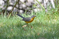 Basileuterus lachrymosus