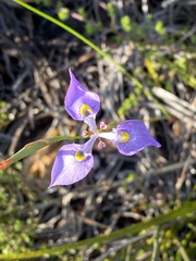 Moraea algoensis