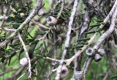 Melaleuca halmaturorum