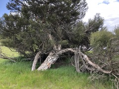 Melaleuca halmaturorum