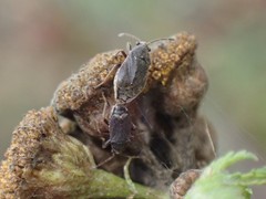 Stygnocoris rusticus